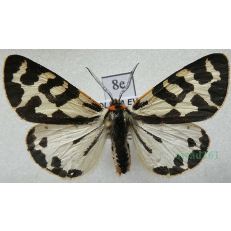 Parasemia plantaginis (Linnaeus, 1758) form white Niedźwiedziówka babkówka, misiówka czwórka Poland8e